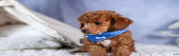 Toy Poodle dogs for sale: Tucker - Ad 6