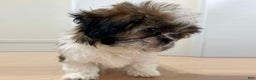 Shih Tzu dogs for sale: Emily - Ad 1