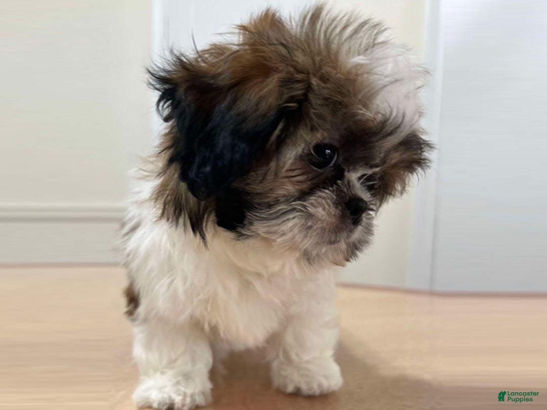 Shih Tzu dogs for sale: Emily - Ad 1