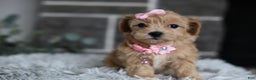 Maltipoo dogs for sale: Joy  - Ad 13