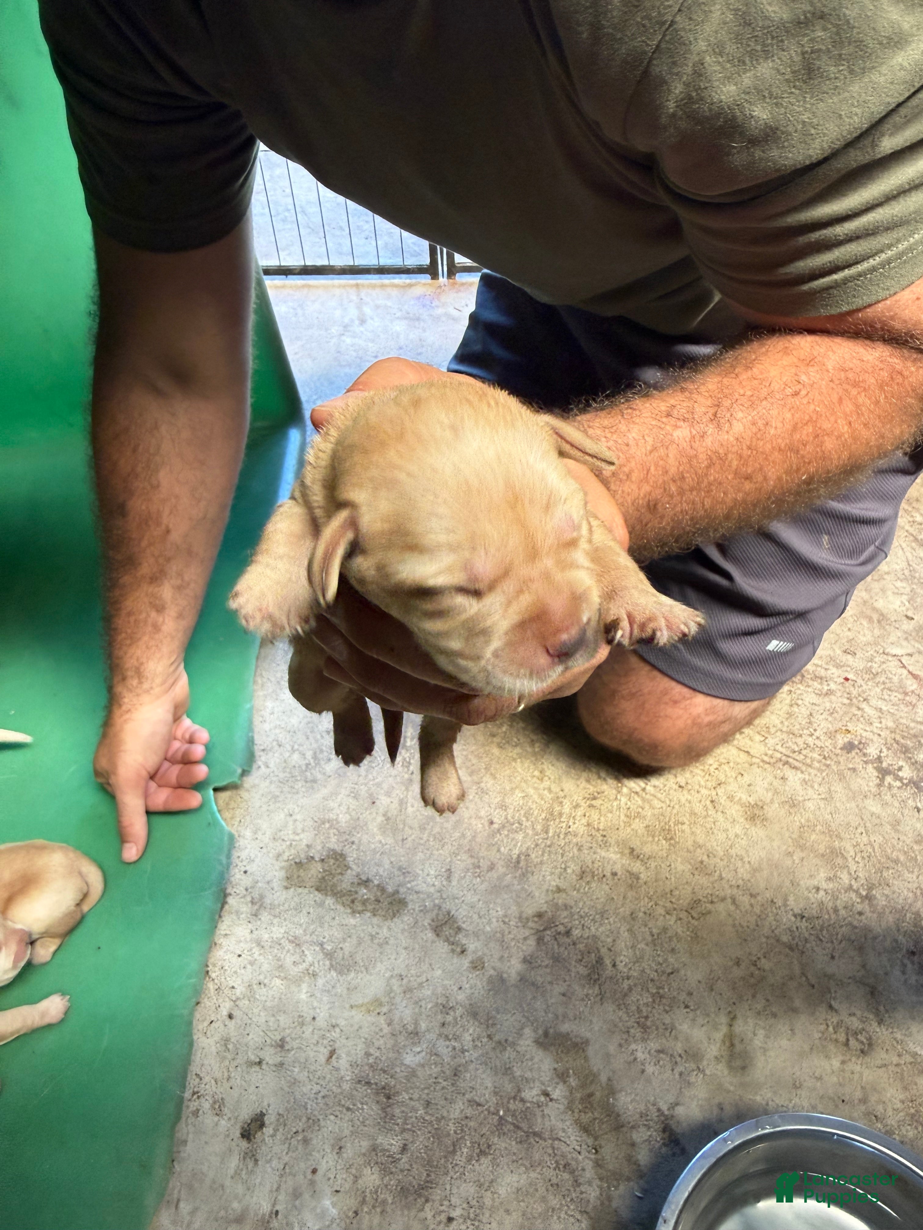 Labrador Retriever dogs Labrador Retriever 2 - Ad 2