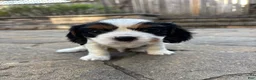 Cavalier King Charles Spaniel dogs for sale: Cavalier King Charles Spaniel Puppy 3 - Ad 2