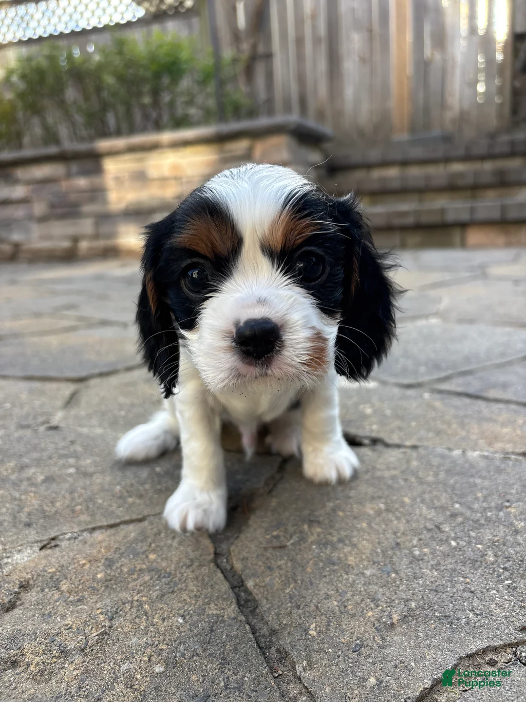 Cavalier King Charles Spaniel dogs for sale: Cavalier King Charles Spaniel Puppy 3 - Ad 2