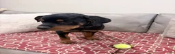 Rottweiler dogs for sale: Blue collar, girl - Ad 11