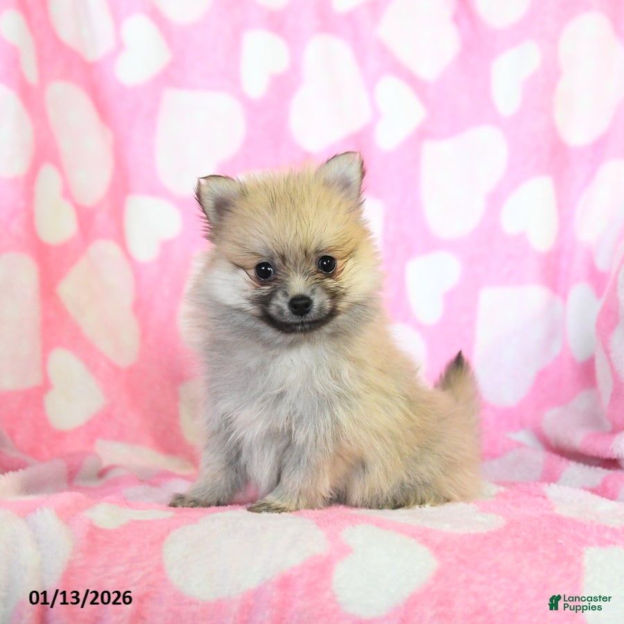 Pomeranian dogs Holly - Ad 40