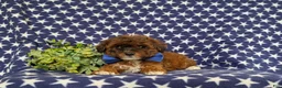 Lhasapoo dogs for sale: Deacon Hypoallergenic - Ad 6