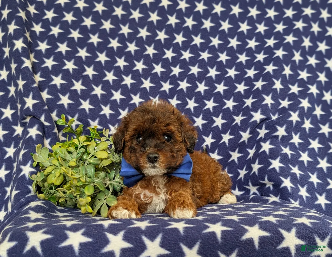 Lhasapoo dogs for sale: Deacon Hypoallergenic - Ad 6