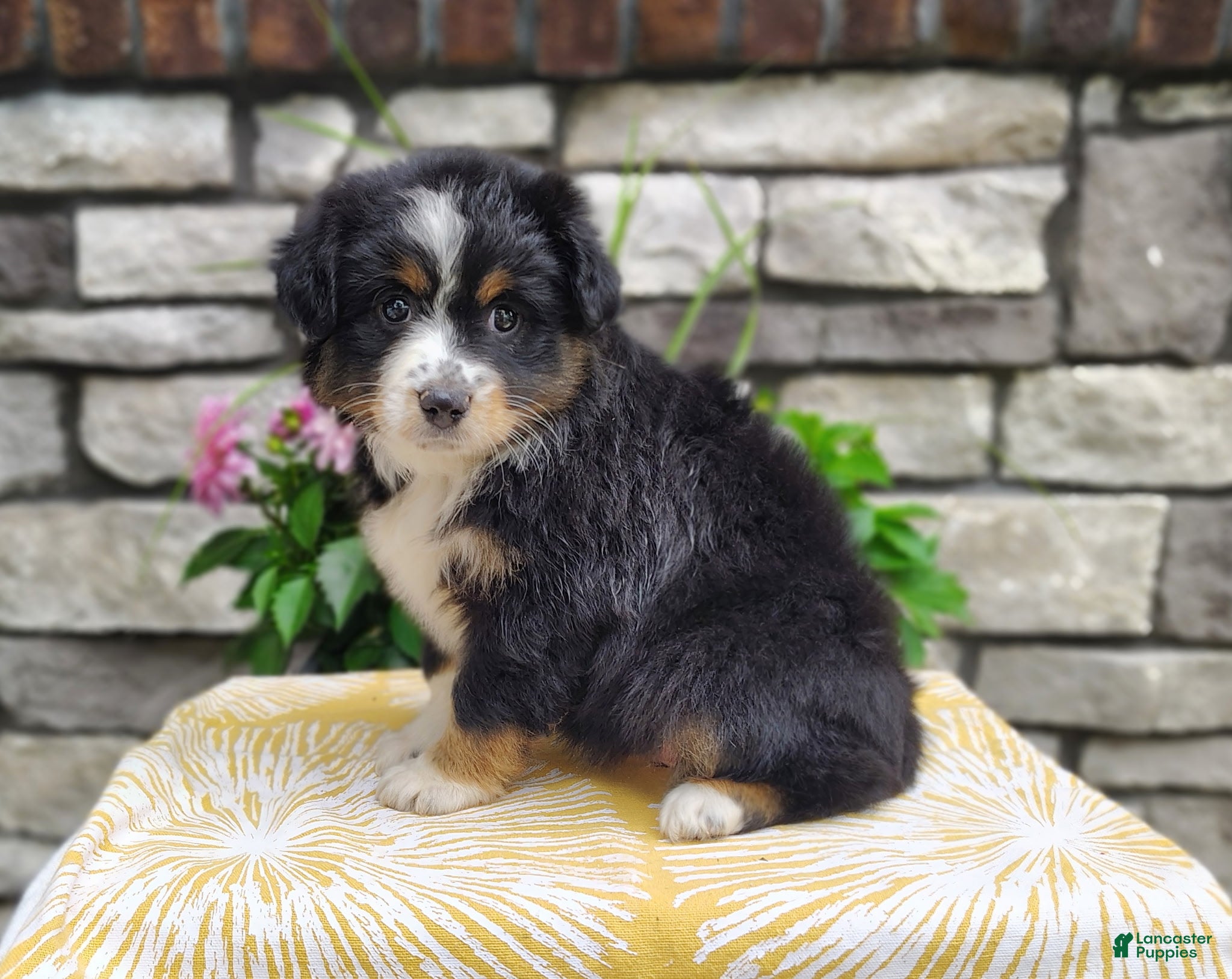 Miniature Australian Shepherd dogs Bella - Ad 2