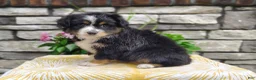 Miniature Australian Shepherd dogs for sale: Bella - Ad 2