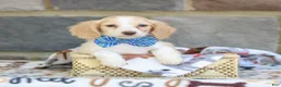 Miniature Dachshund dogs for sale: Nashville  - Ad 1