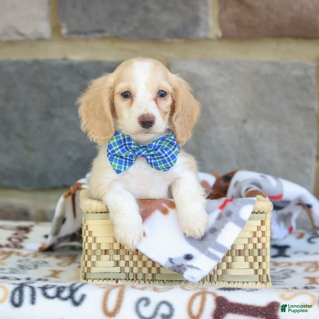Miniature Dachshund dogs for sale: Nashville  - Ad 1