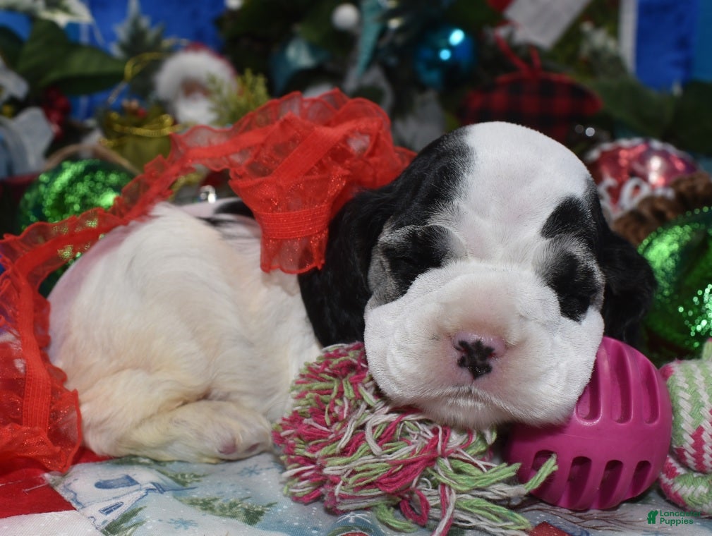 Cocker Spaniel dogs AKC Joy Black and Cream Parti American Cocker Spaniel Puppy for sale - Ad 26