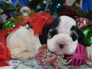 Cocker Spaniel dogs AKC Joy Black and Cream Parti American Cocker Spaniel Puppy for sale - Ad 23