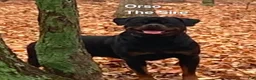 Rottweiler dogs for sale: Grey - Ad 13