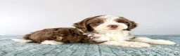 Bernedoodle dogs for sale: Carl - Ad 4