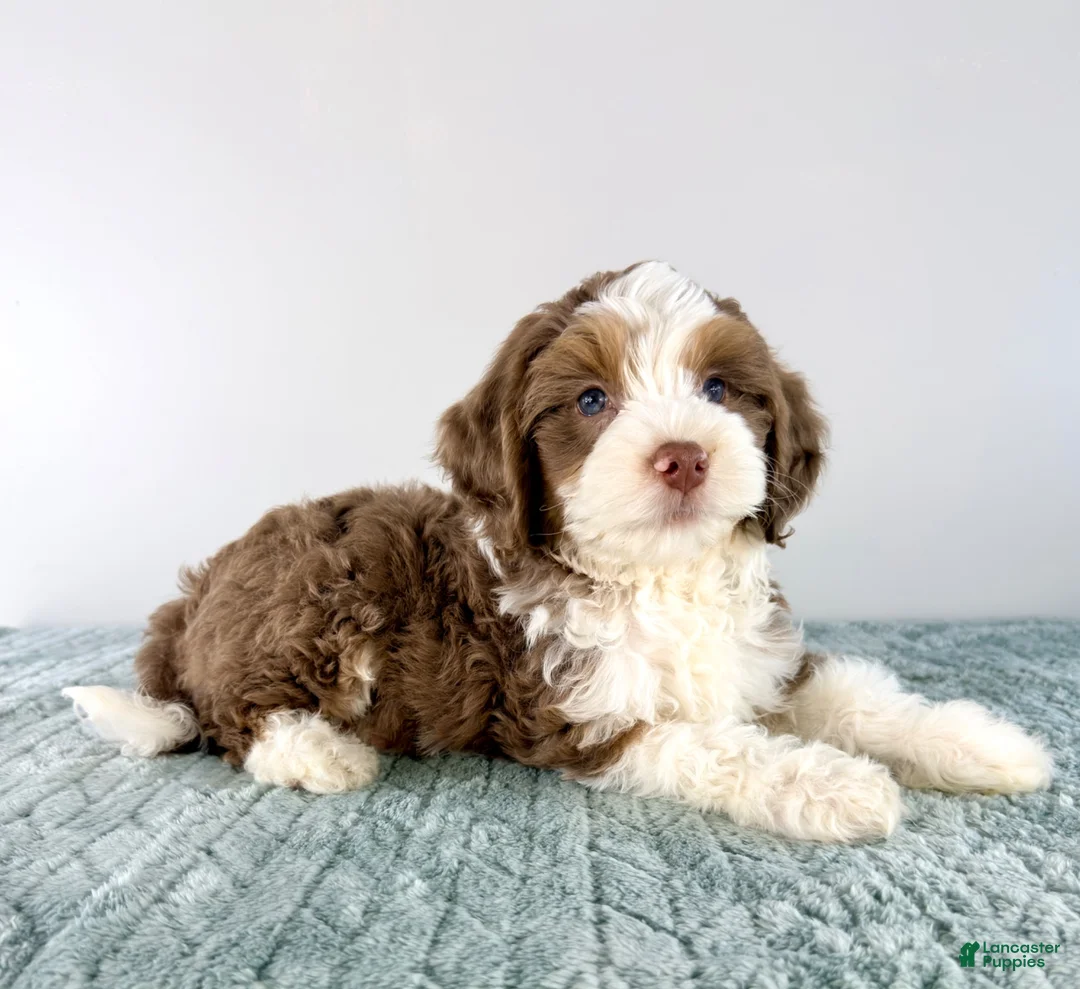 Bernedoodle dogs for sale: Carl - Ad 4