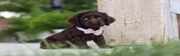 Cocker Spaniel dogs for sale: Bailey - Ad 4