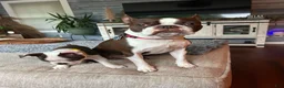 Boston Terrier dogs for sale: Poppy - Girl  - Ad 3