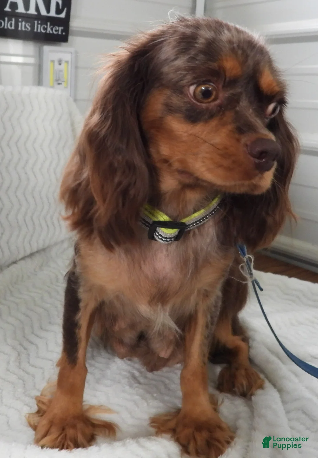 Cavapoo dogs for sale: Marley's #2 Female - Ad 8