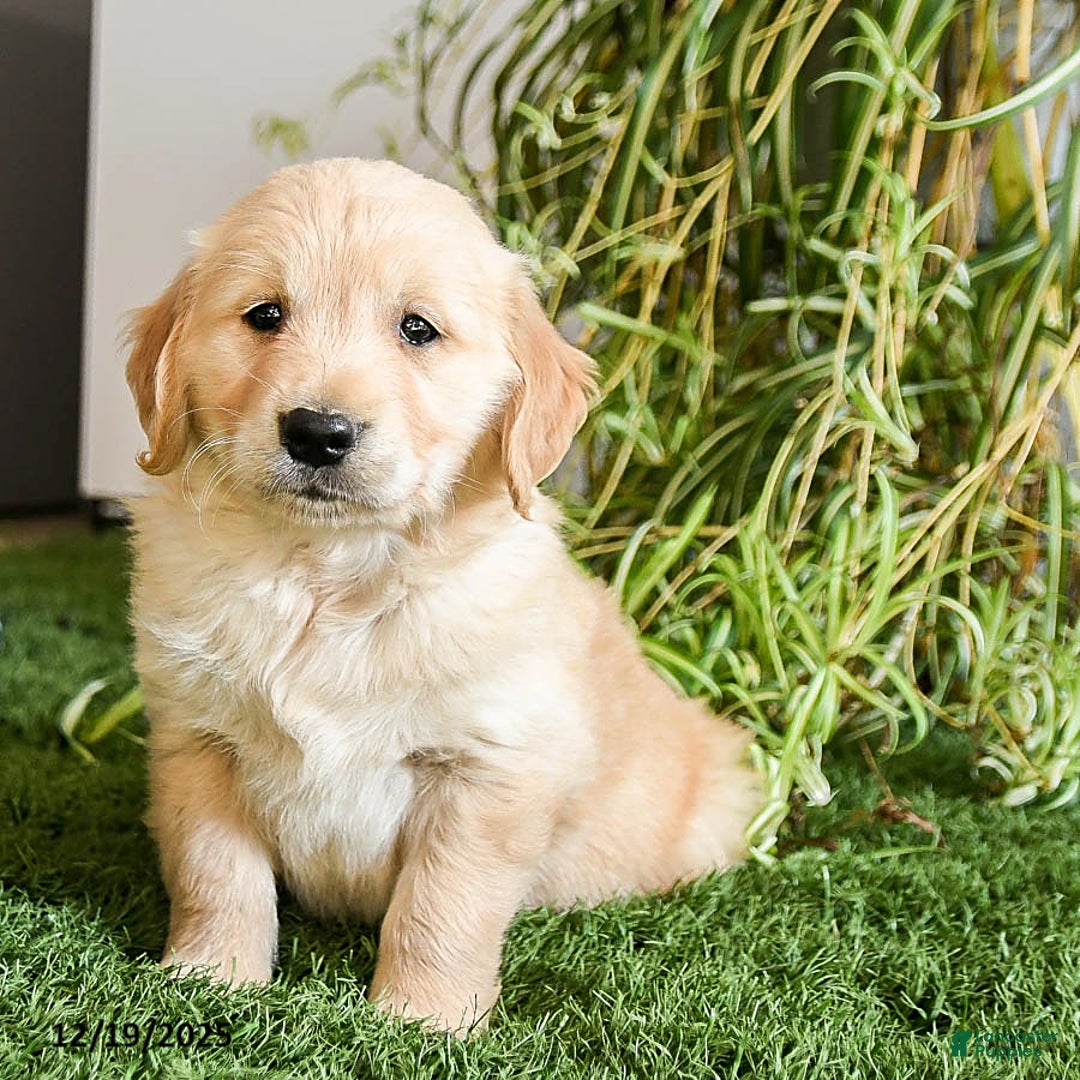 Golden Retriever dogs for sale: Mochi - Ad 2