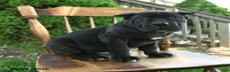 Cane Corso dogs for sale: Bouncer - Ad 3