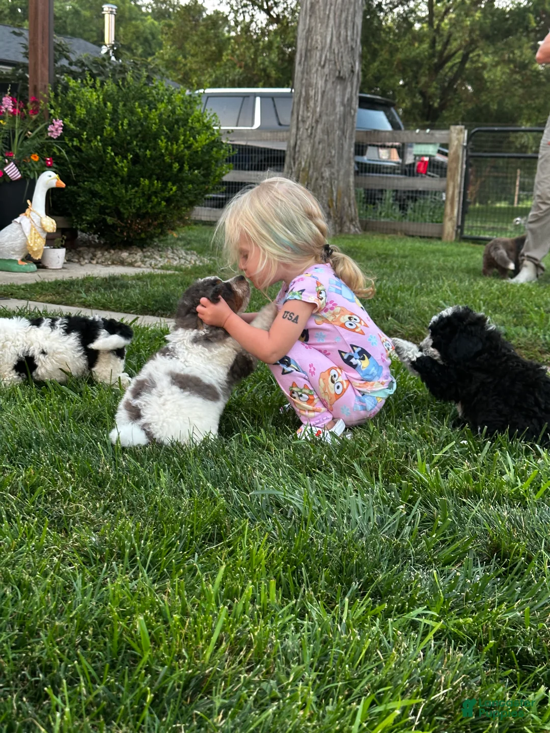 Bernedoodle dogs for sale: Otter - Ad 1