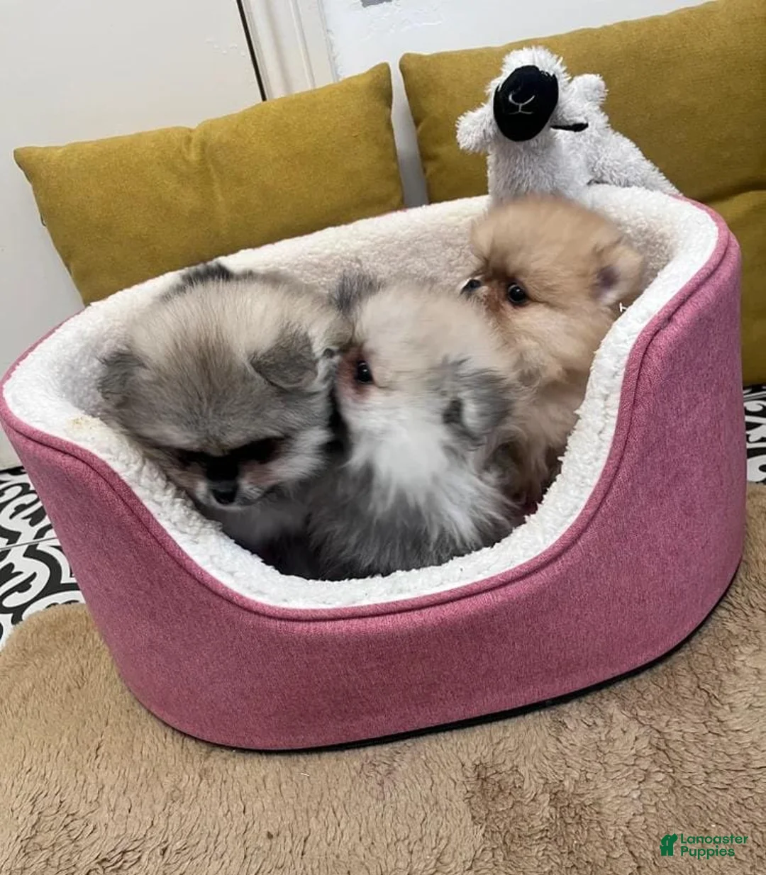 Pomeranian dogs for sale: Max - Ad 6