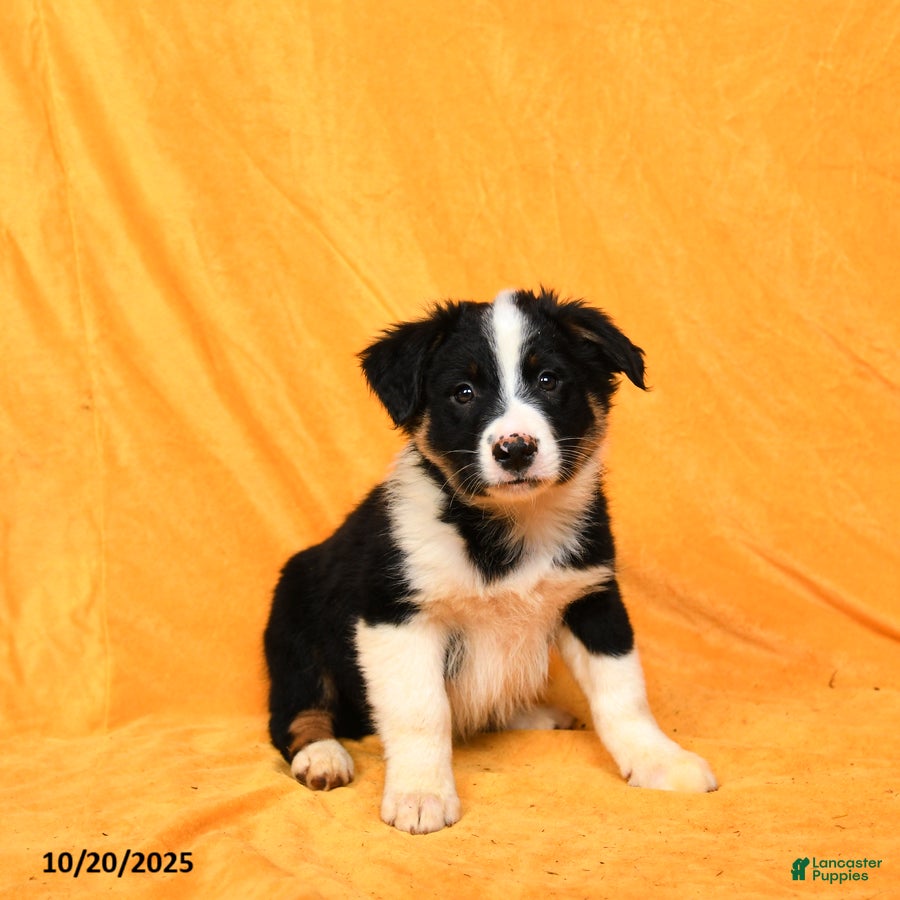 Australian Shepherd dogs Paws - Ad 22