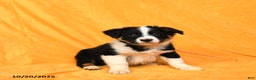 Australian Shepherd dogs for sale: Paws - Ad 1