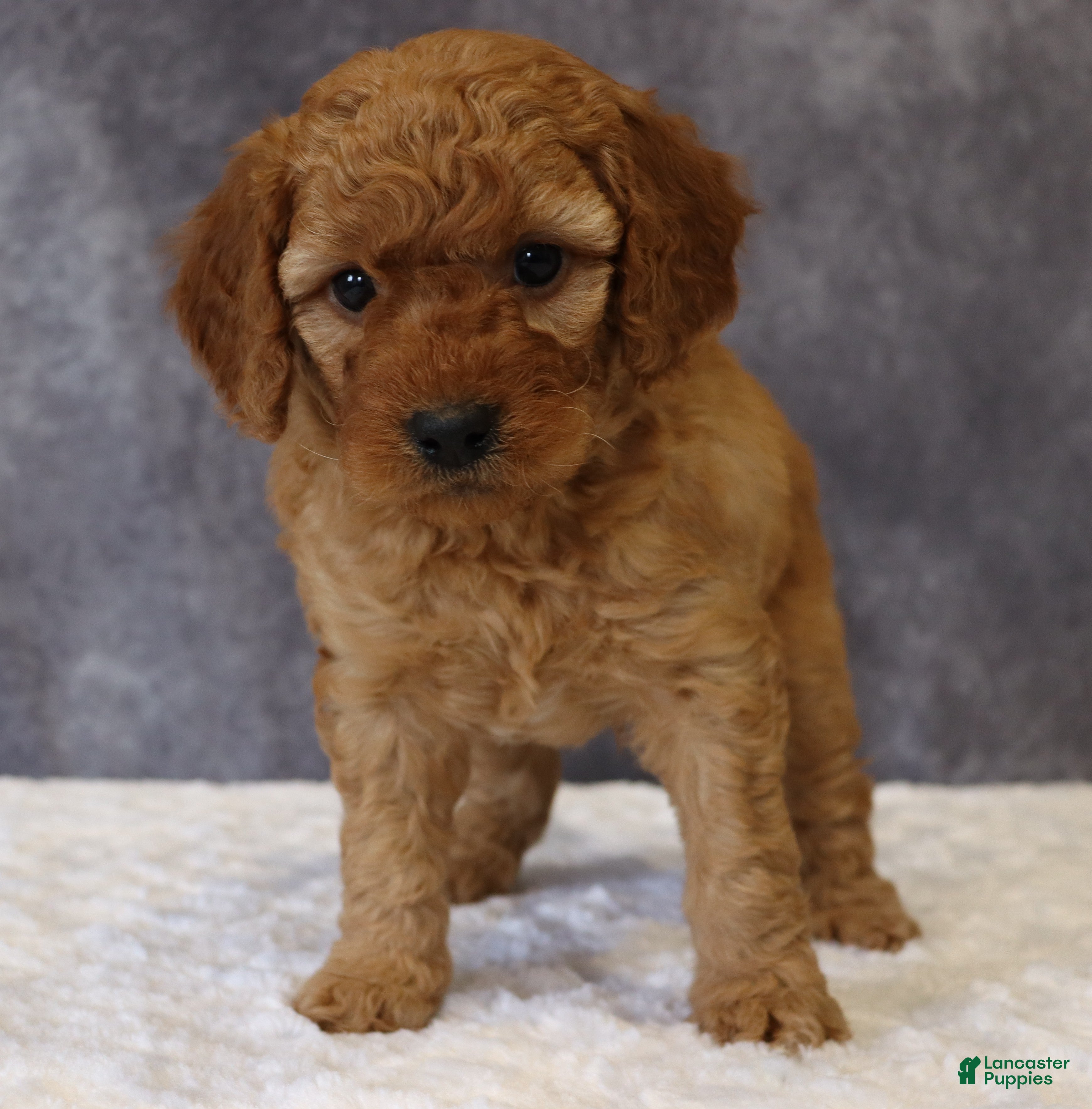 Mini Goldendoodle dogs Murphy - Ad 35