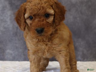 Mini Goldendoodle dogs Murphy - Ad 29