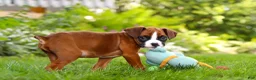 Boxer dogs for sale: Scooter - Ad 9