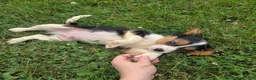 Cavalier King Charles Spaniel dogs for sale: Banjo - Ad 5
