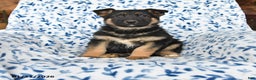 German Shepherd dogs for sale: Leo - Ad 1