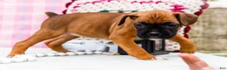 Boxer dogs for sale: Crush - Ad 6