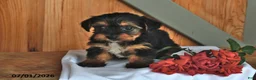 Mixed Breed dogs for sale: Ryanne - Ad 3