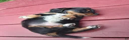 Miniature Dachshund dogs for sale: Sasha - Ad 2