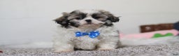 Shih Tzu dogs for sale: Clark - Ad 3