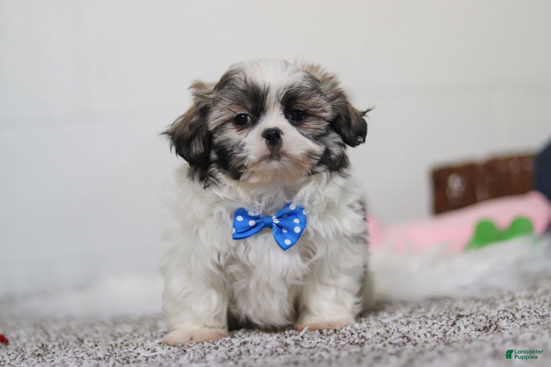 Shih Tzu dogs for sale: Clark - Ad 3