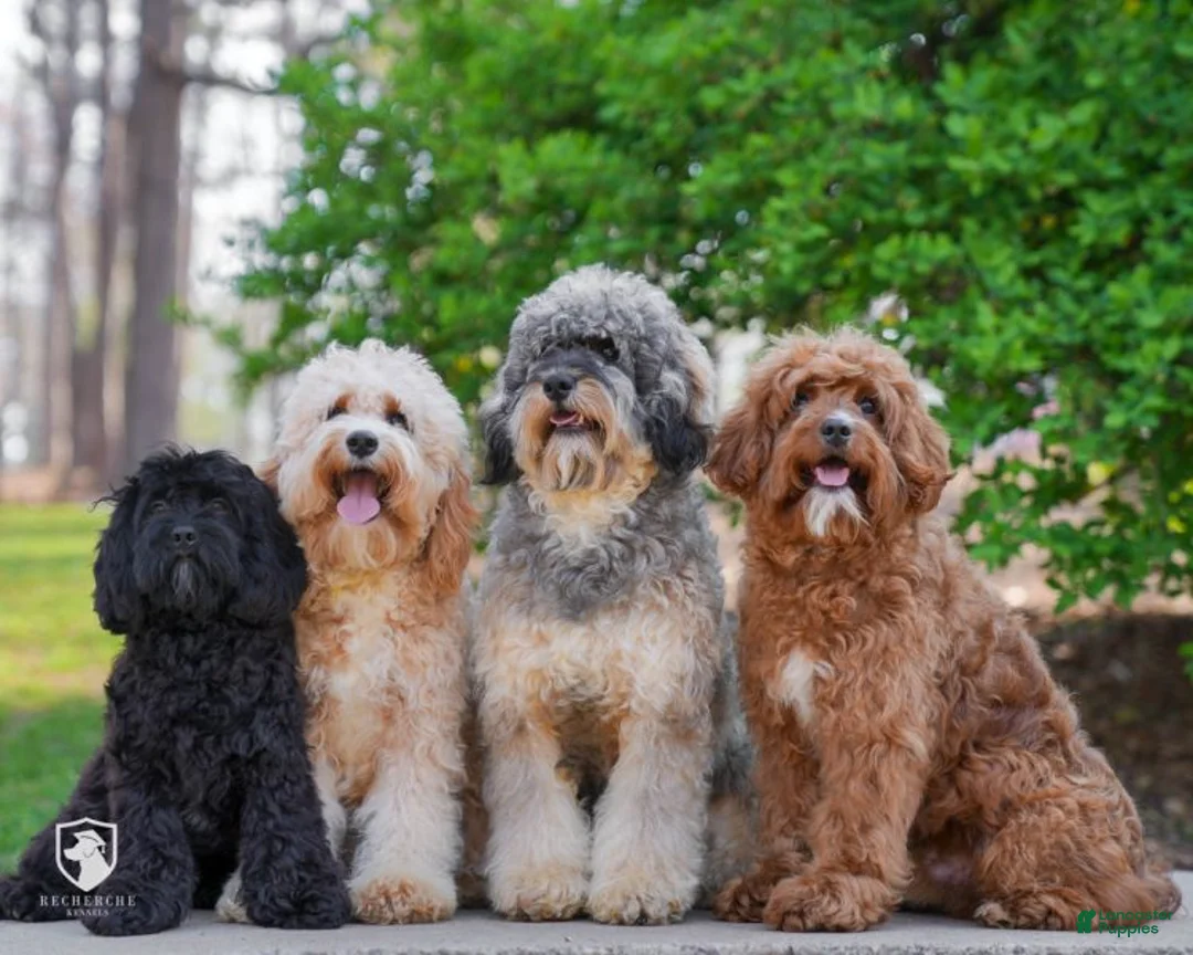 Mixed Breed dogs for sale: Spooky - Ad 6