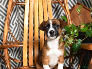 Mixed Breed dogs Emily - Ad 26