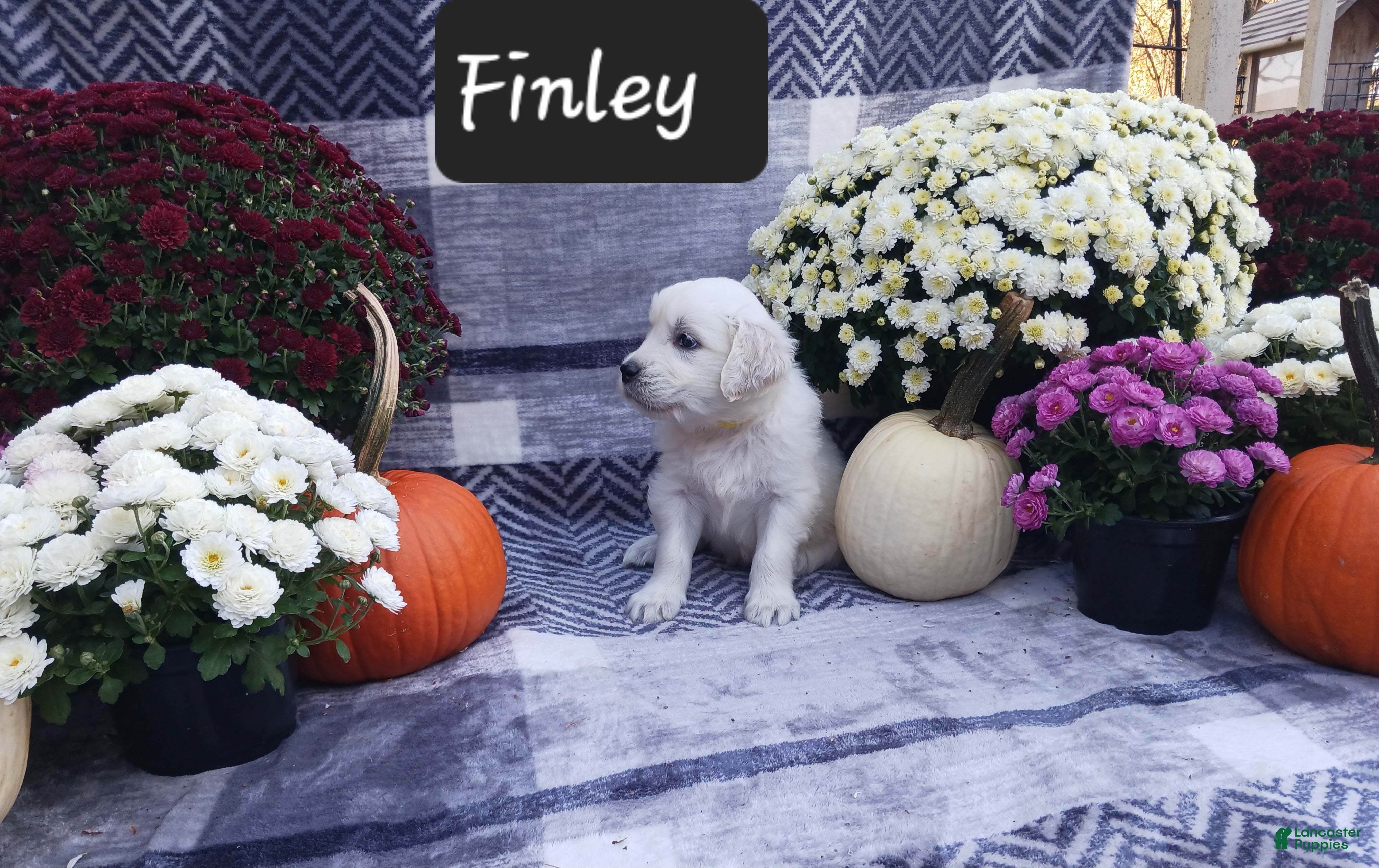 Golden Retriever dogs Finley  - Ad 1