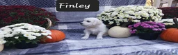 Golden Retriever dogs for sale: Finley  - Ad 1