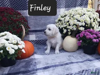 Golden Retriever dogs Finley - Ad 1
