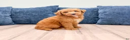 Miniature Labradoodle dogs for sale: Oscar - Ad 3