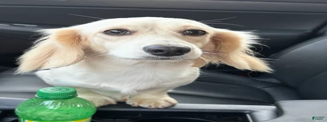 Arlo