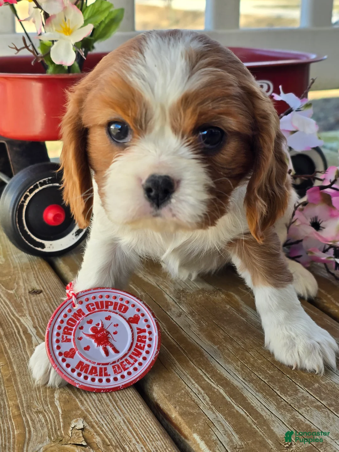 Cavalier King Charles Spaniel dogs for sale: Darla - Ad 7