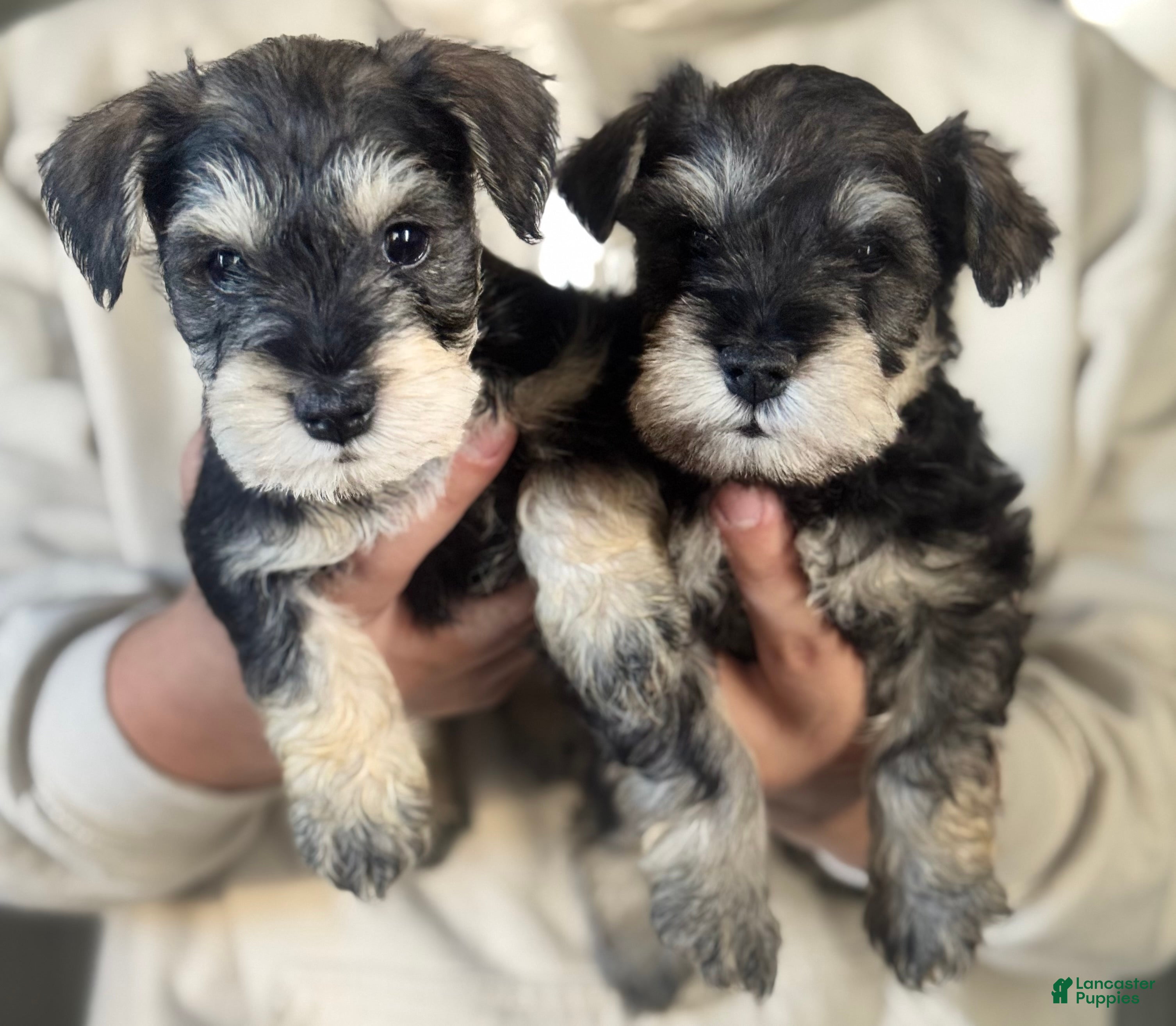 Miniature Schnauzer dogs Miniature Schnauzer Puppy 3 - Ad 27