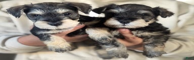 Miniature Schnauzer Puppy 3