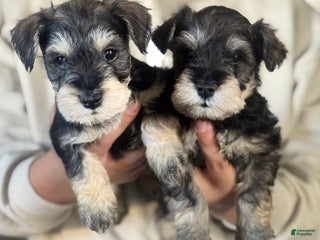 Miniature Schnauzer dogs Miniature Schnauzer Puppy 3 - Ad 8